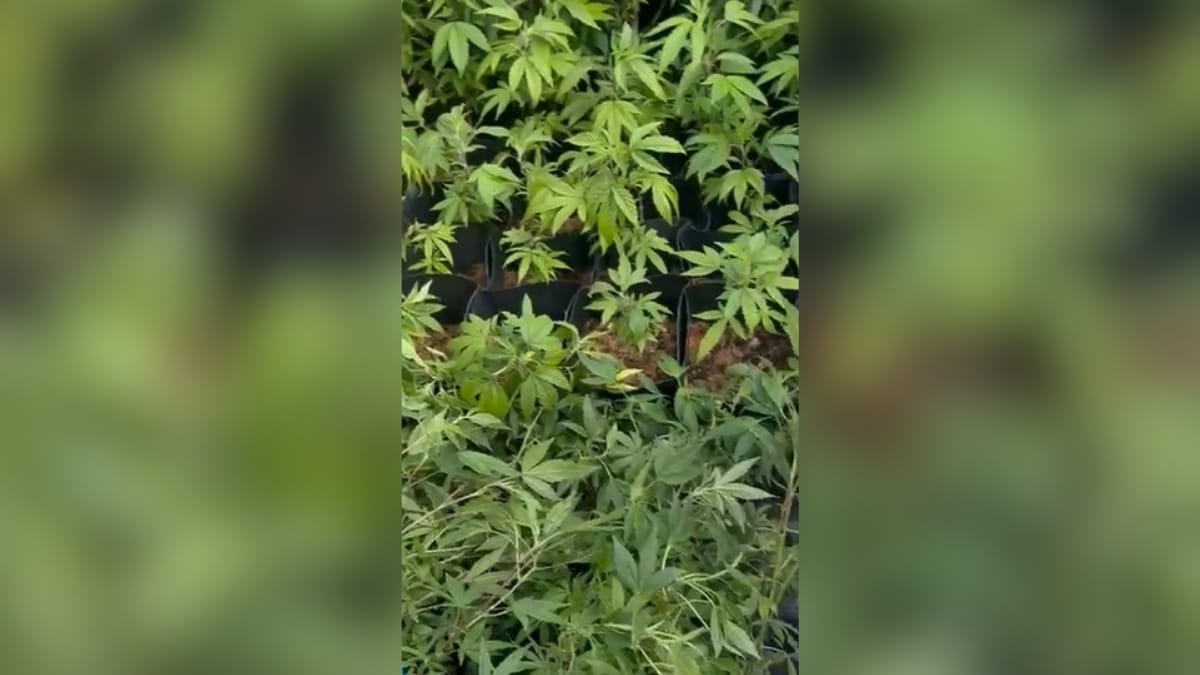 foto para ilustrar a notícia