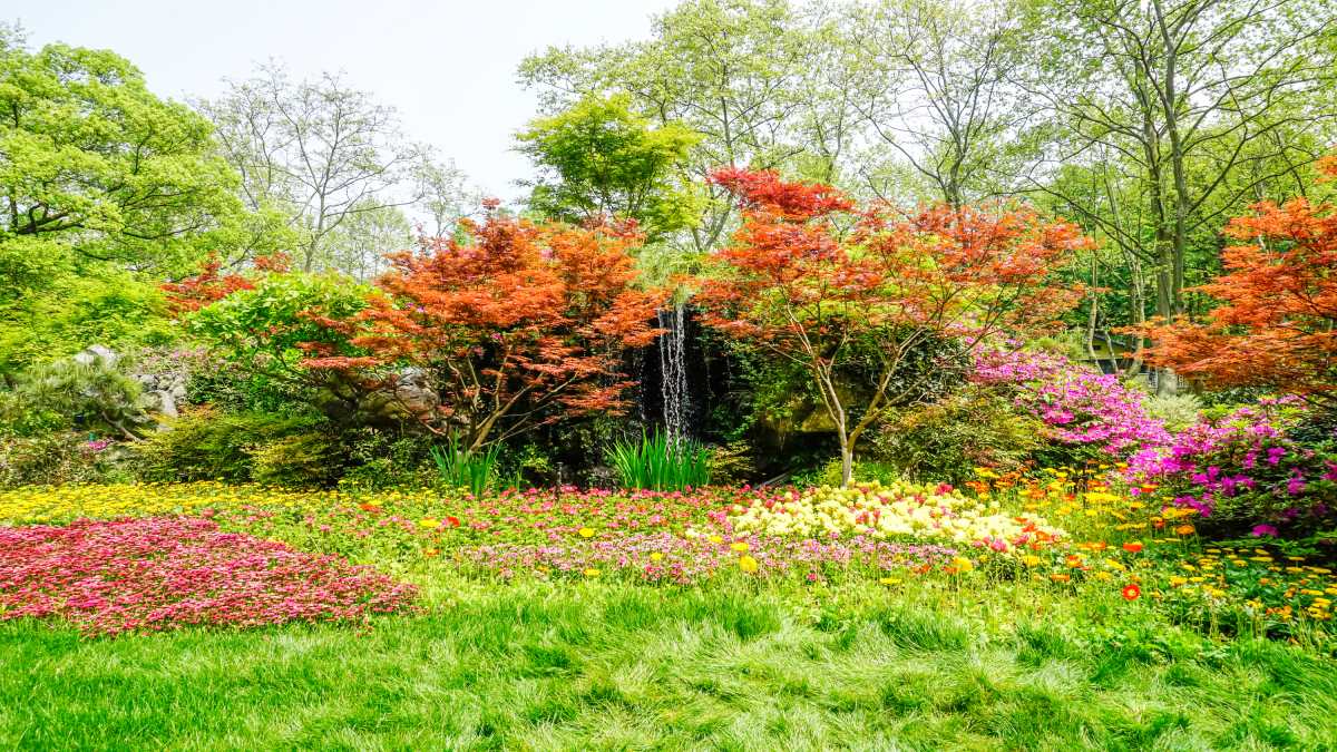 Conheça a abélia, a planta que une beleza e resistência, transformando seu jardim com pouquíssimo esforço (Foto: Banco de Imagens)