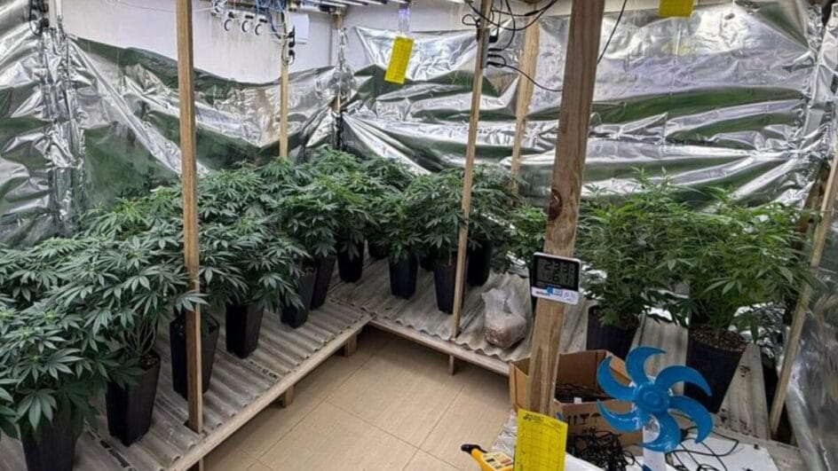 Vídeo mostra que pés de maconha estavam em vasos e em "estufas" (Foto: PMSC, Divulgação)