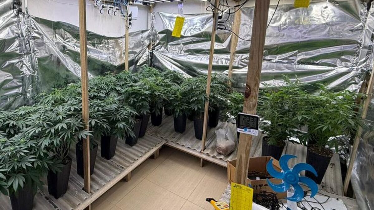 Vídeo mostra que pés de maconha estavam em vasos e em "estufas" (Foto: PMSC, Divulgação)