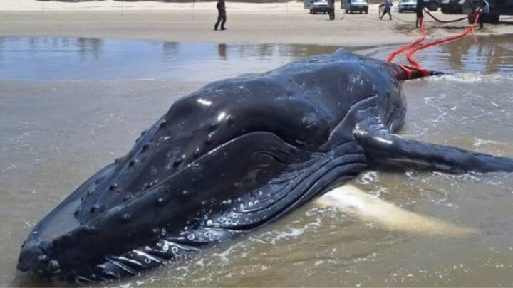 Baleia gigante encalha em praia de Jaguaruna e mobiliza operação de retirada