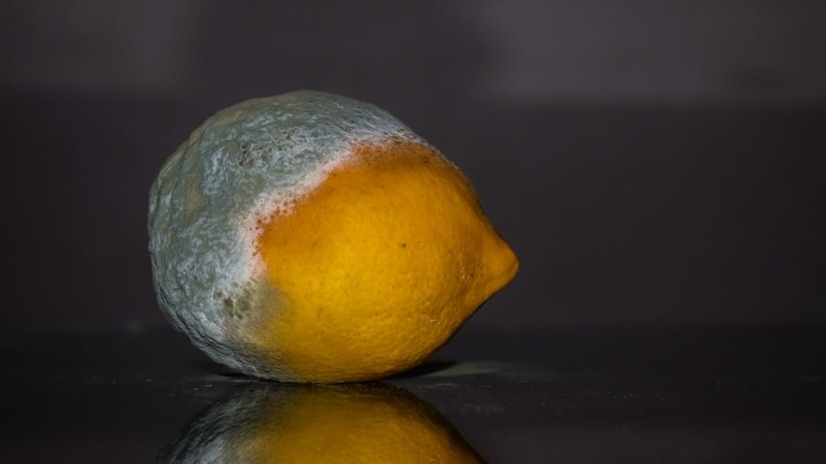 Saiba como evitar a deterioração e quais são os perigos de comer fruta mofada (Foto: banco de imagens)