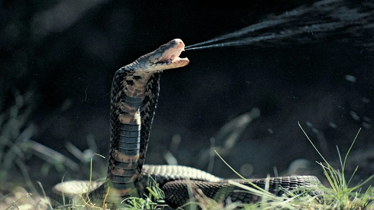 O mistério de 40 anos que revelou uma nova (e talvez única) cobra no mundo