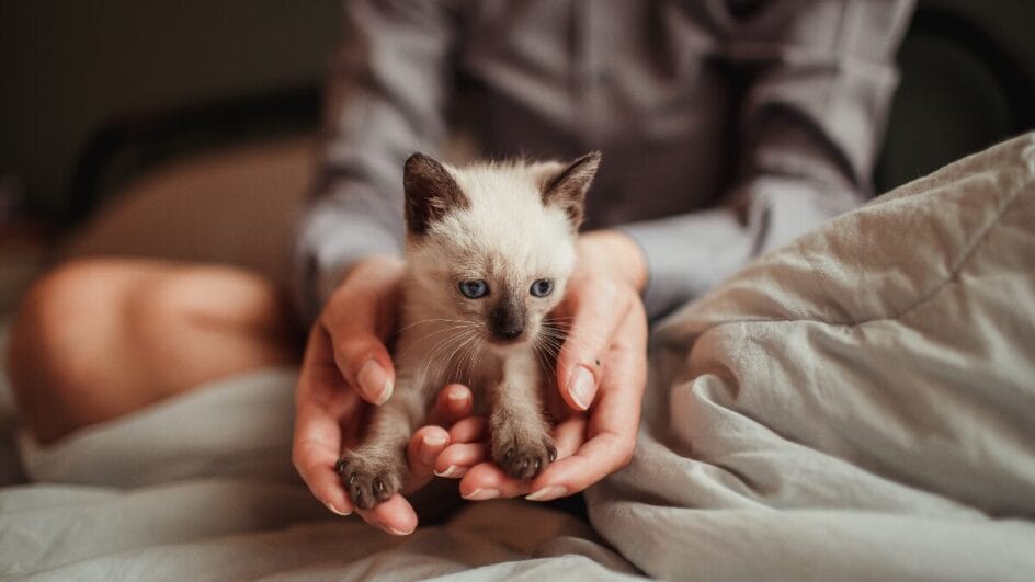O que seu gato realmente sente por você? A ciência da oxitocina explica