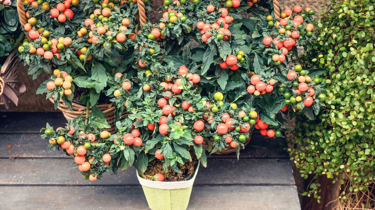 Sua horta no pote de iogurte: colha tomate-cereja o ano inteiro em casa