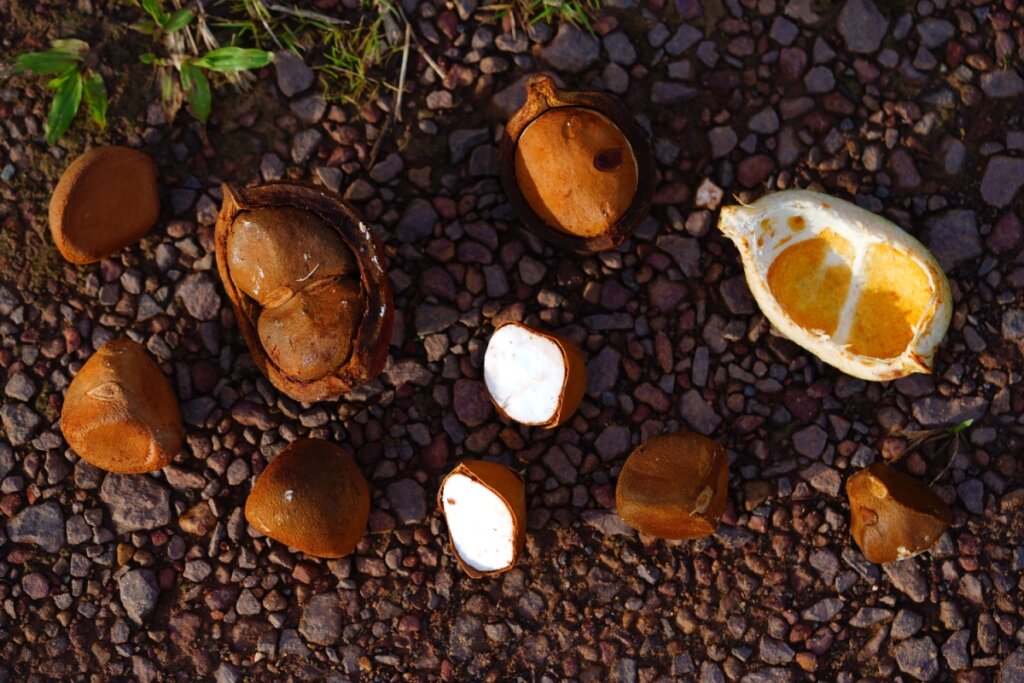 Frutos e sementes de andiroba espalhados sobre o chÃ£o pedregoso