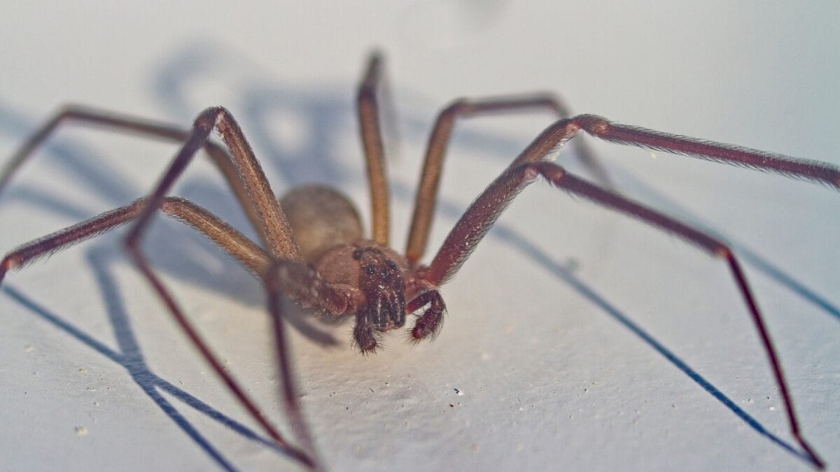 aranha marrom