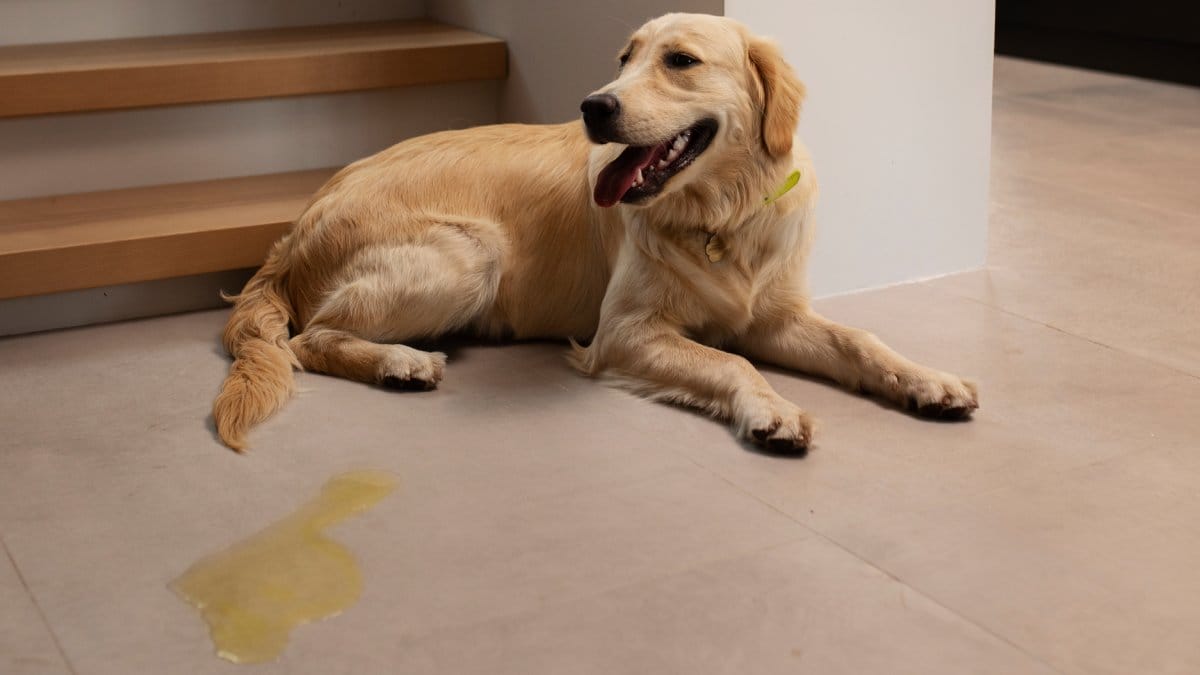 A bandeja higi&ecirc;nica com grama sint&eacute;tica simplifica a rotina de limpeza e ajuda no treinamento de filhotes. (Foto: banco de imagens)