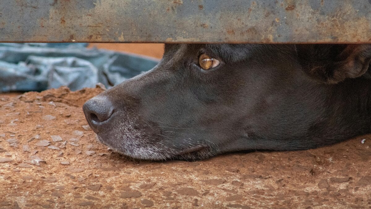 cachorro