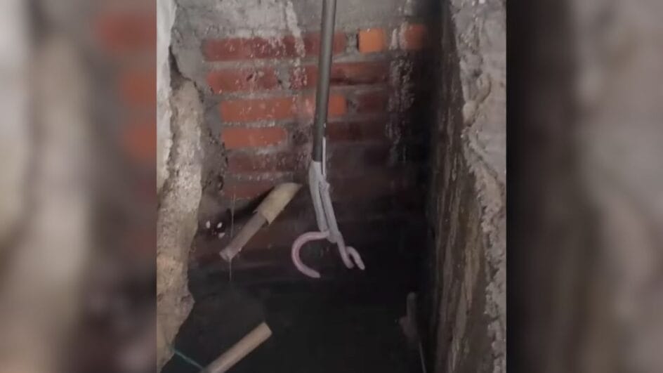 cobra de duas cabeças jaraguá do sul