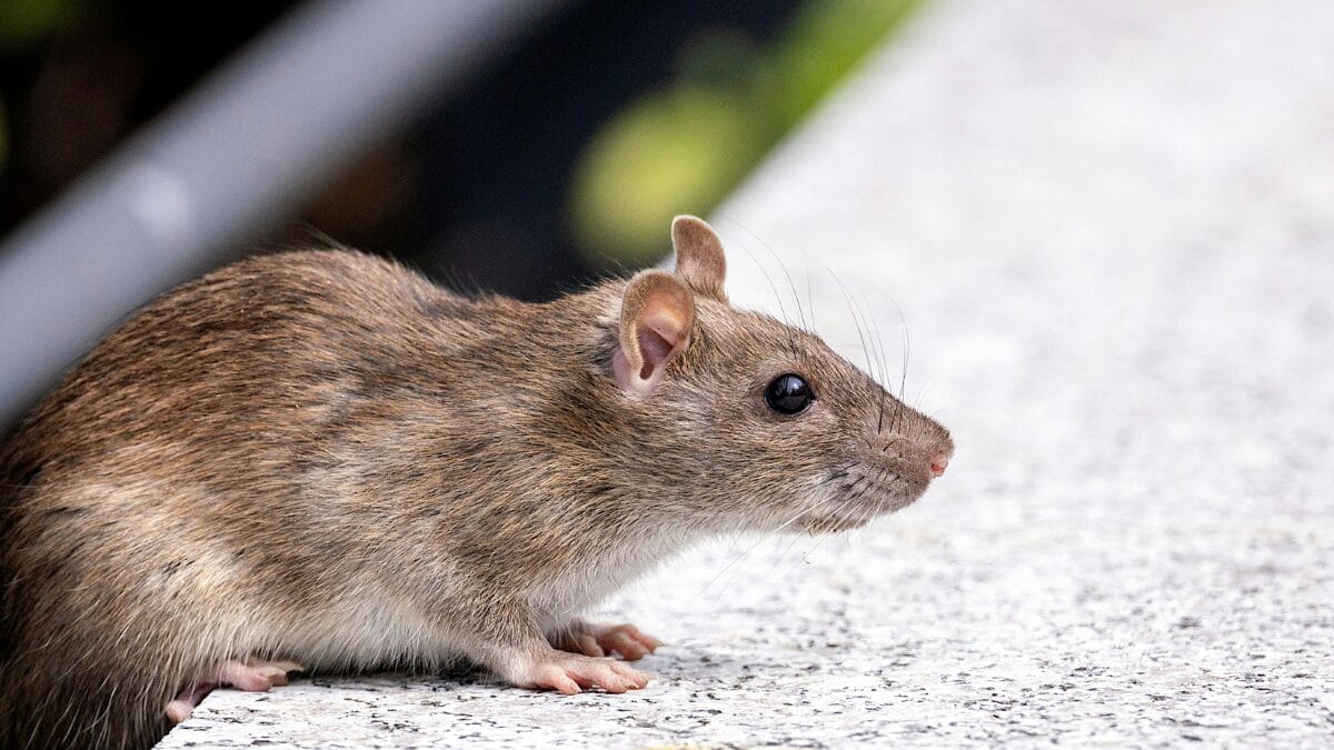 como afastar ratos