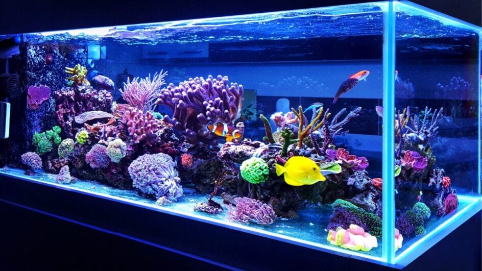 como cuidar de peixes