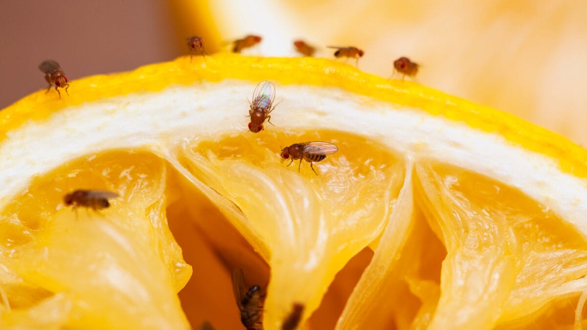 como eliminar moscas-das-frutas