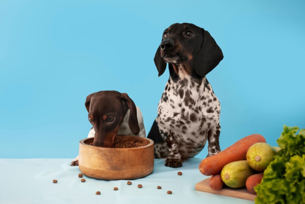 cachorro comendo raÃ§a em pote marrom. cachorro branco e marrom ao lado olhando para cima. alimentos vegetais ao lado