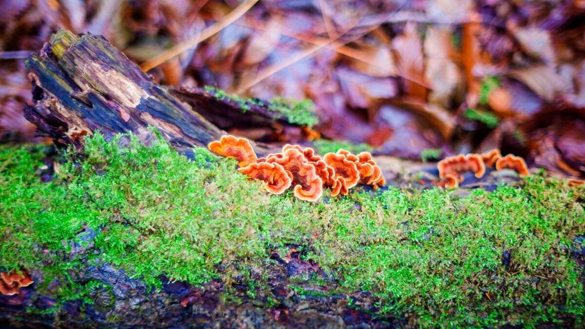 dieta dos ancestrais humanos