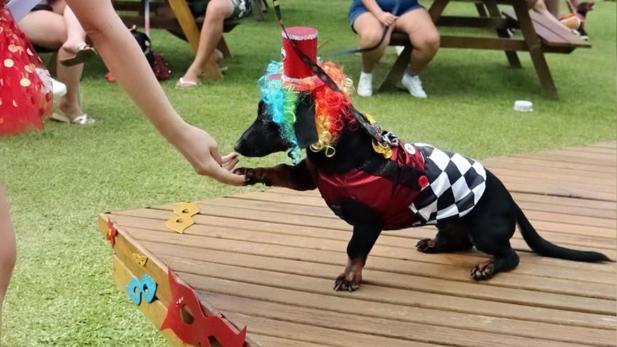 Concurso de fantasias no Halloween do Garten Shopping em Joinville (SC)