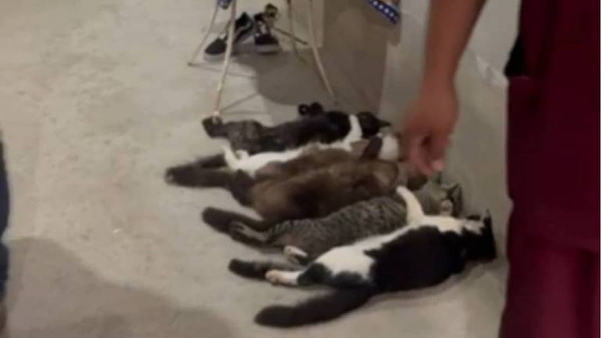 gatos desacordados