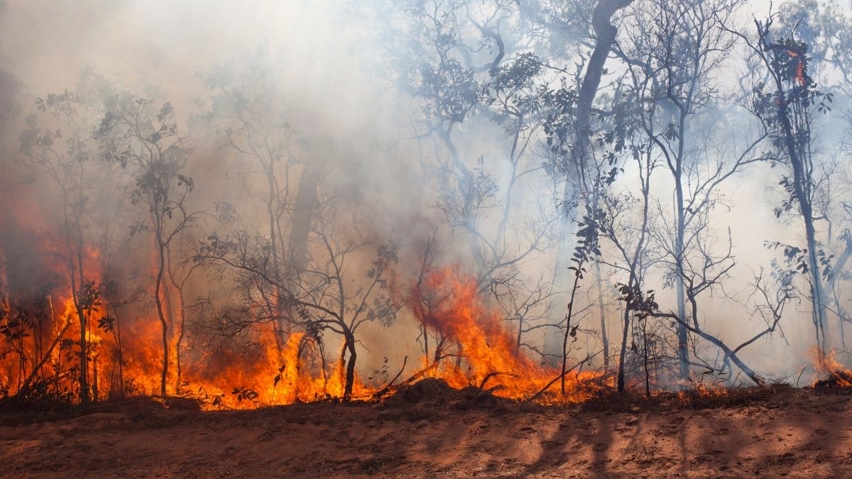 foto de incêndio florestal