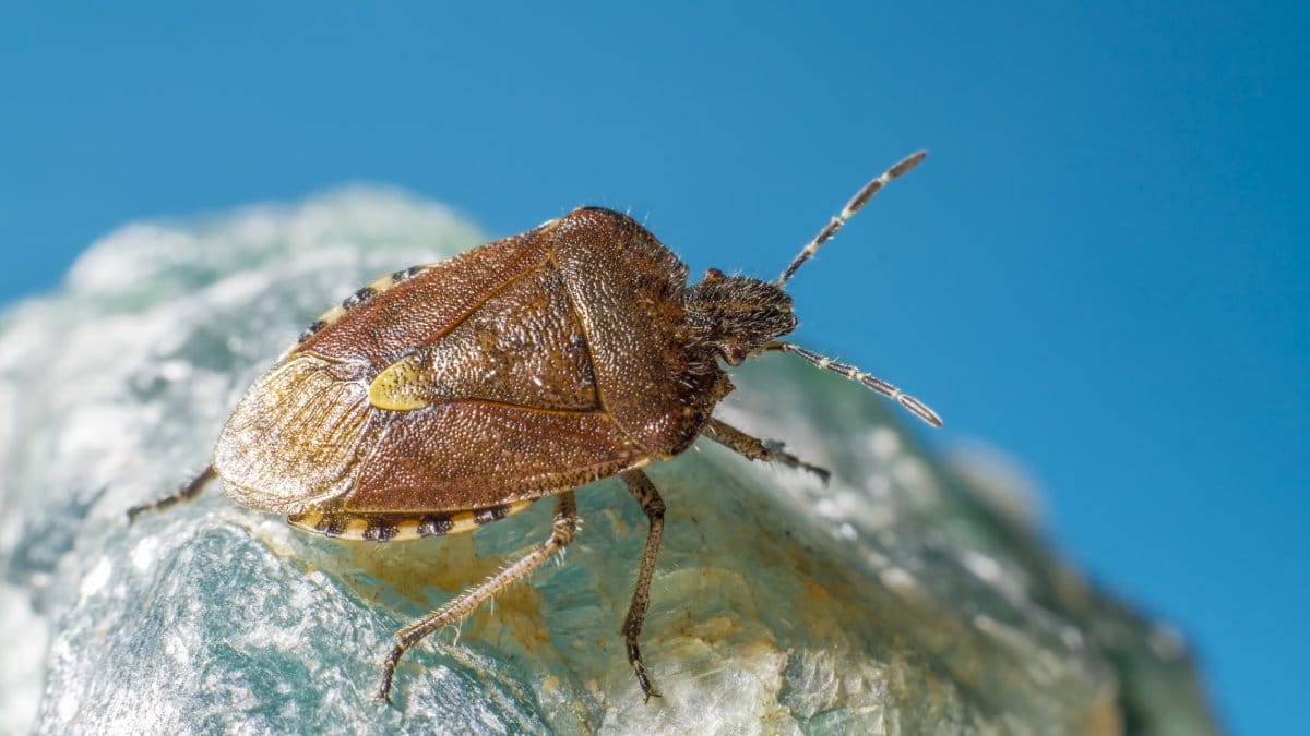 O aparecimento de percevejos marrons dentro de casa geralmente está ligado às variações climáticas (Foto: Banco de imagens)