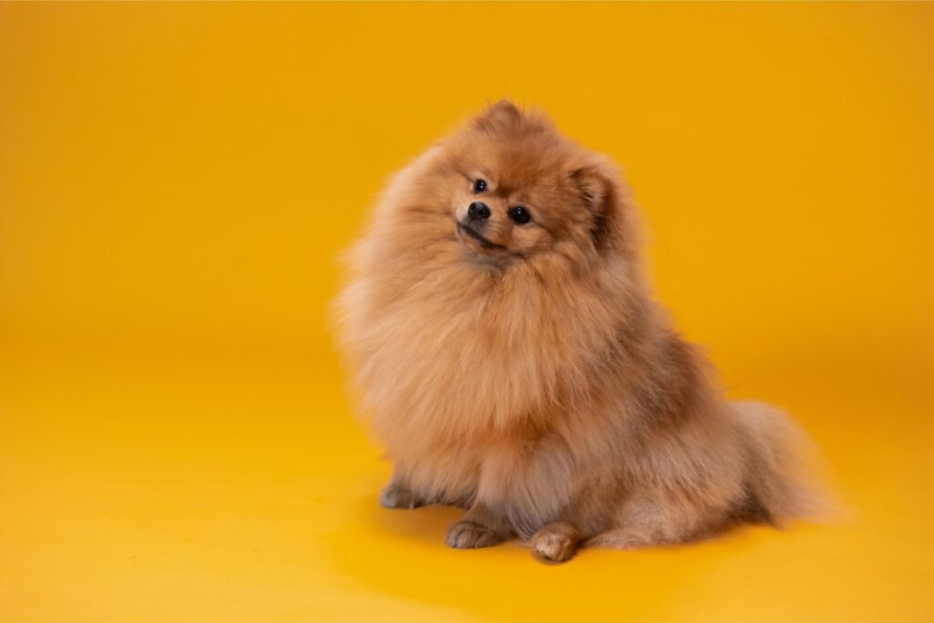 cachorro da ra&ccedil;a Lulu-da-pomer&acirc;nia&nbsp;sentado em um fundo laranja