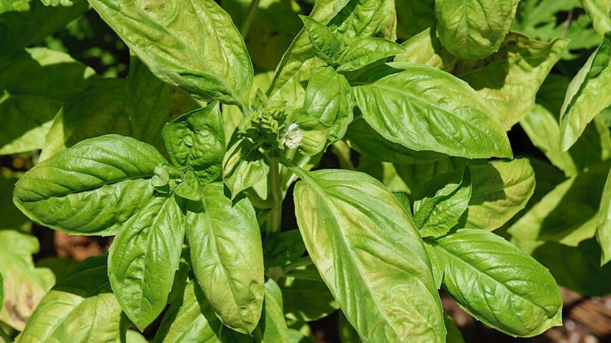 Saiba como cultivar espécies que perfumam e protegem seu lar de forma natural (Foto: PumpkinSky/Wikimedia Commons)