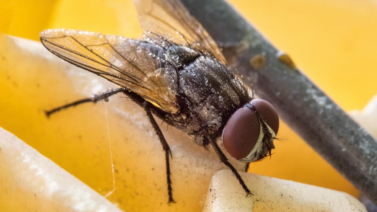 mosca da fruta