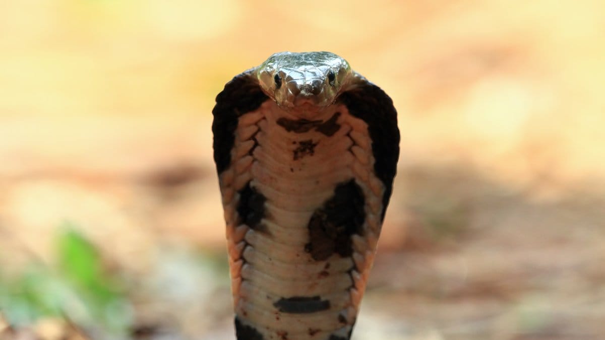Menino de 2 anos reage a ataque de cobra e surpreende médicos na Índia (Foto: Banco de imagens)
