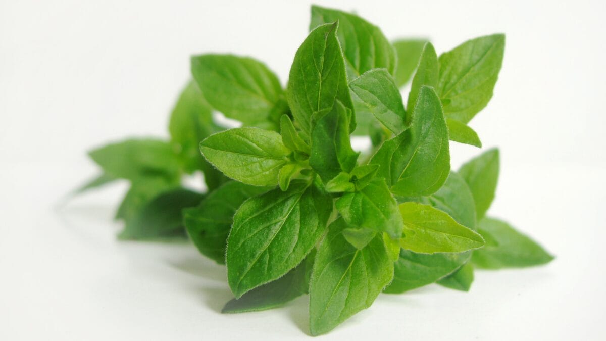 oregano intestino