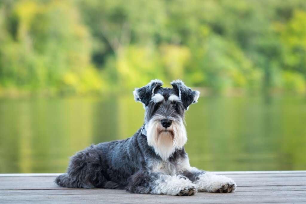 Cachorro da ra&ccedil;a schnauzer&nbsp;deitado em plataforma de madeira com rio e &aacute;rvores ao fundo.