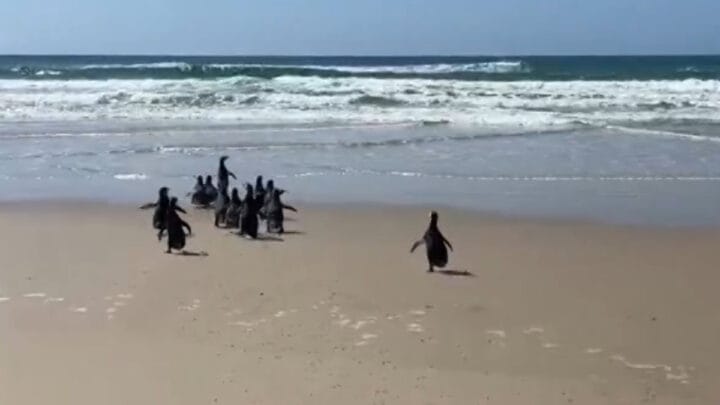 soltura dos pinguins