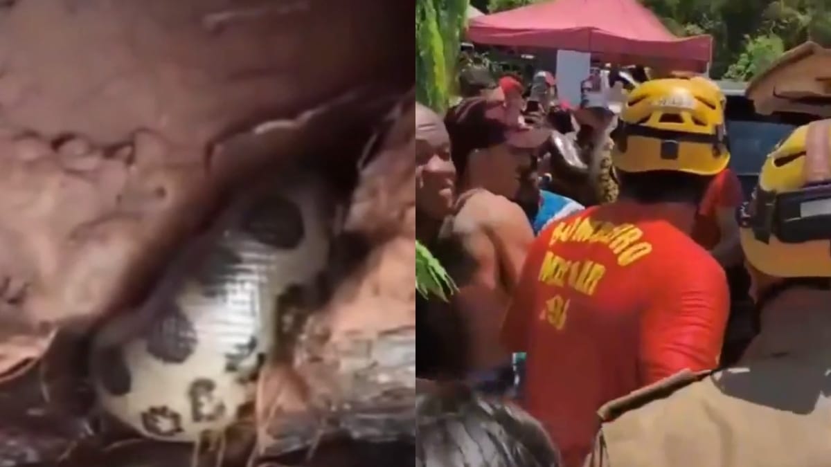 sucuri gigante em goiás