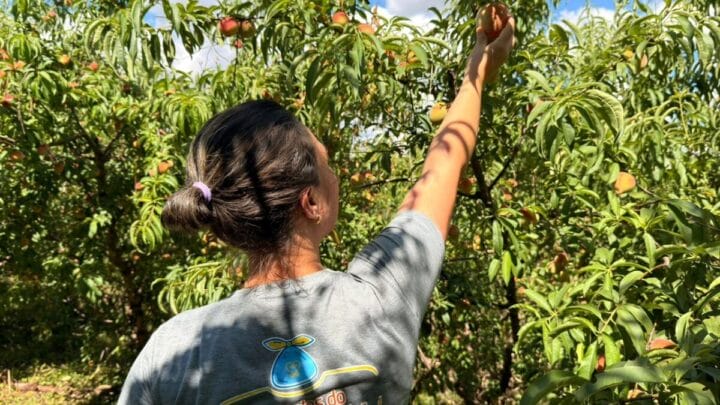Oferecendo café colonial e sistema “colha e pague”, a propriedade recebe visitantes de toda a região