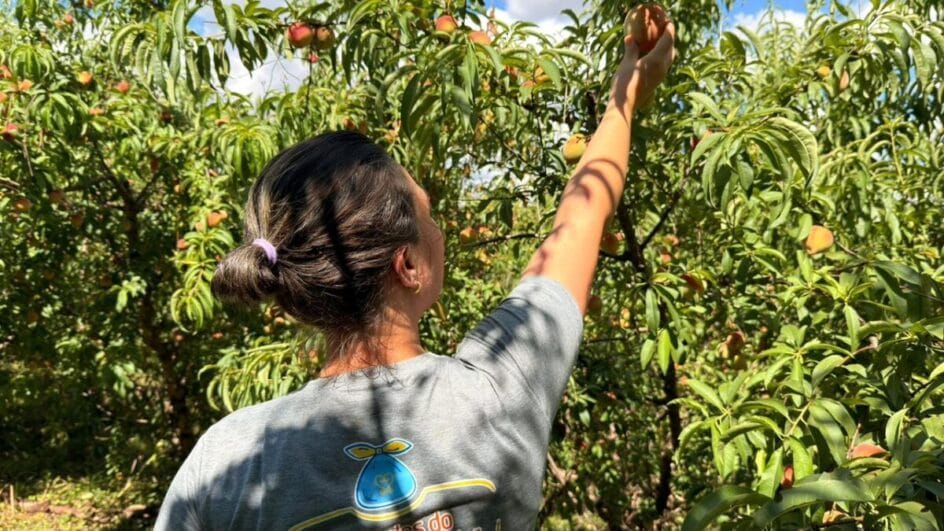 Oferecendo café colonial e sistema “colha e pague”, a propriedade recebe visitantes de toda a região