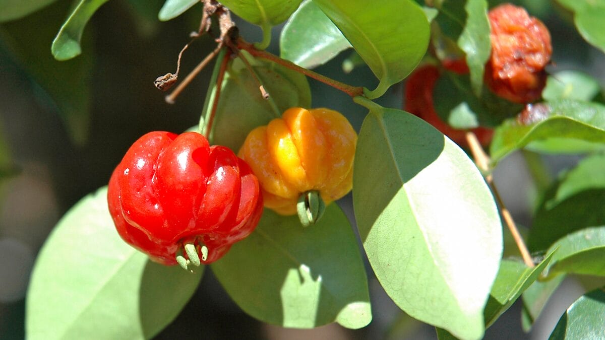 A pitanga é uma fruta tropical brasileira de sabor agridoce que conquista facilmente quem a prova 