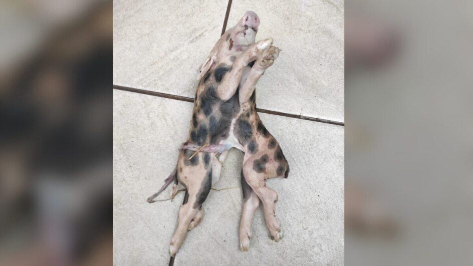 Leitão com dois corpos e uma cabeça surpreende produtor no Oeste de SC