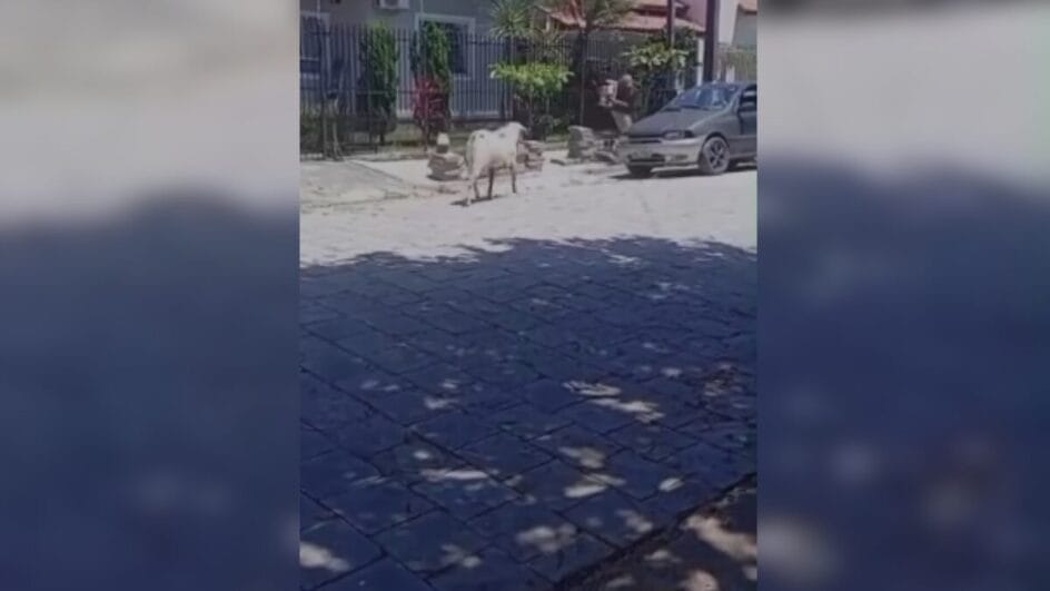 Bode coloca trabalhadores de cidade da Grande Florianópolis para correr e cena viraliza