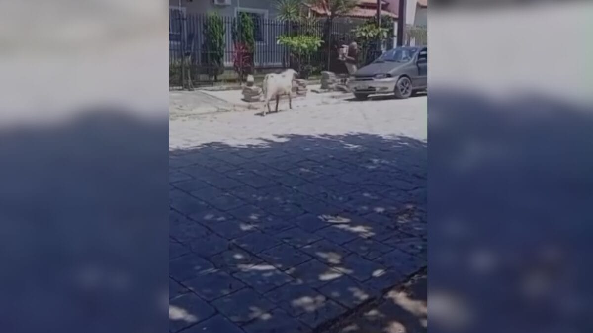 Bode coloca trabalhadores de cidade da Grande Florianópolis para correr e cena viraliza