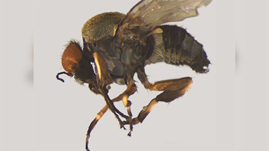 Borrachudo Simulium maiaherzogae