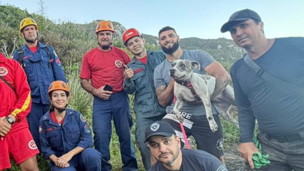 CACHORRINHA
