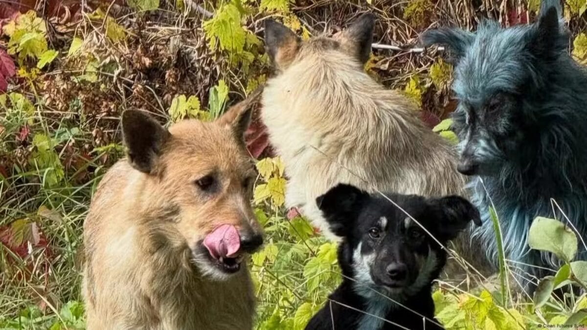 Cães Azuis de Chernobyl o que se sabe sobre esse mistério