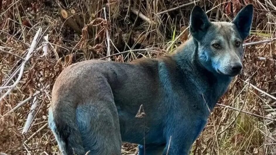 Cães Azuis de Chernobyl o que se sabe sobre esse mistério