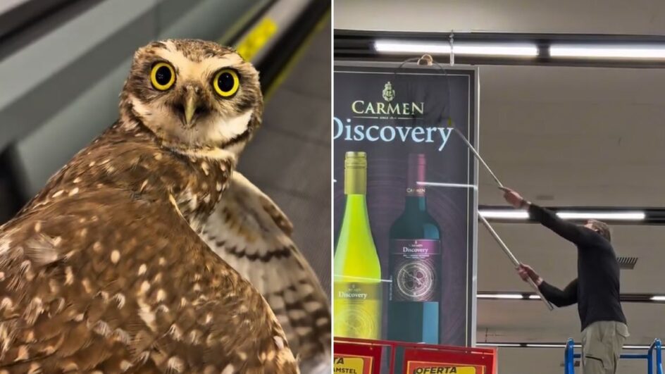 Coruja em supermercado de Jaraguá do Sul (SC)