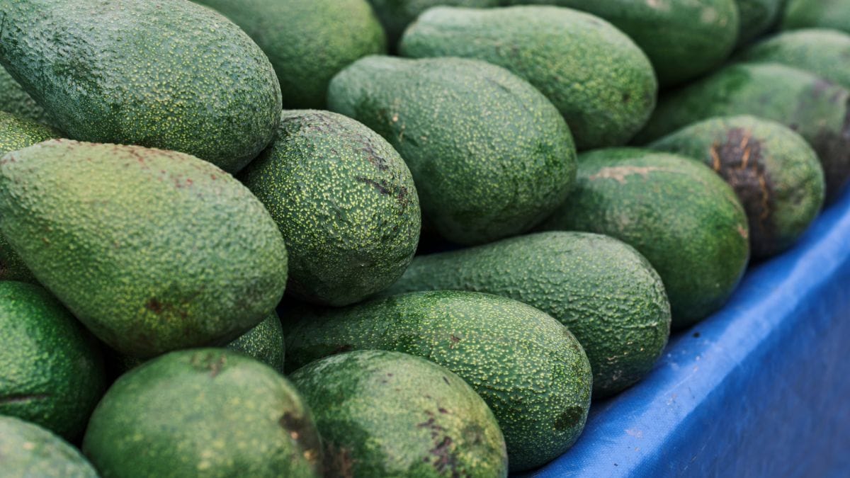 Estudo da Unesp revela que comer abacate reduz colesterol ruim e a fruta ajuda quem tem diabetes