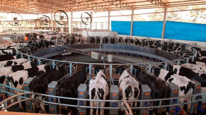 Produtores do Oeste de SC relatam rotina insustentável devido à crise no leite: “A motivação hoje é zero”