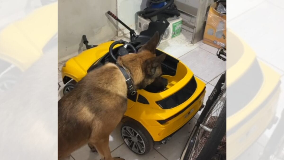Cão encontrou droga em carro de criança no Oeste de SC