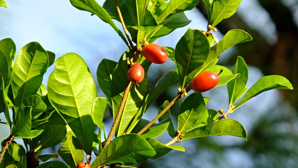 Fruta-do-milagre é uma fruta que muda o paladar e faz o azedo ficar doce