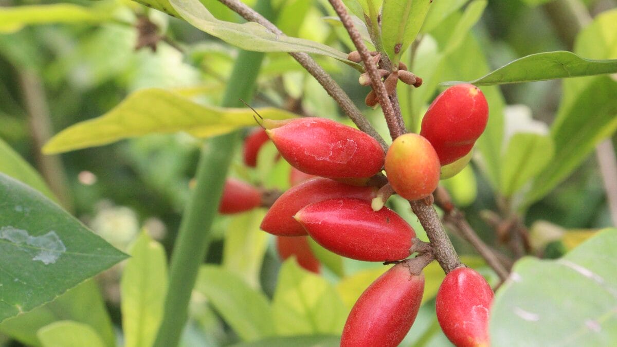 Fruta-do-milagre é uma fruta que muda o paladar e faz o azedo ficar doce (4)
