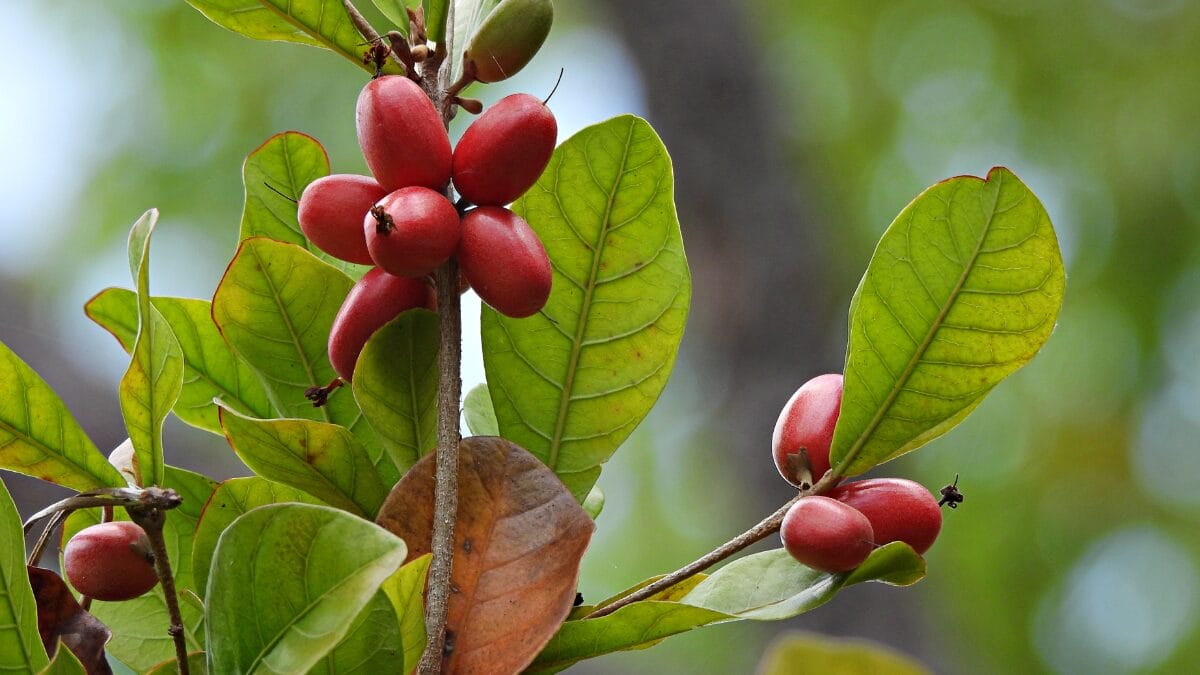 Fruta-do-milagre é uma fruta que muda o paladar e faz o azedo ficar doce