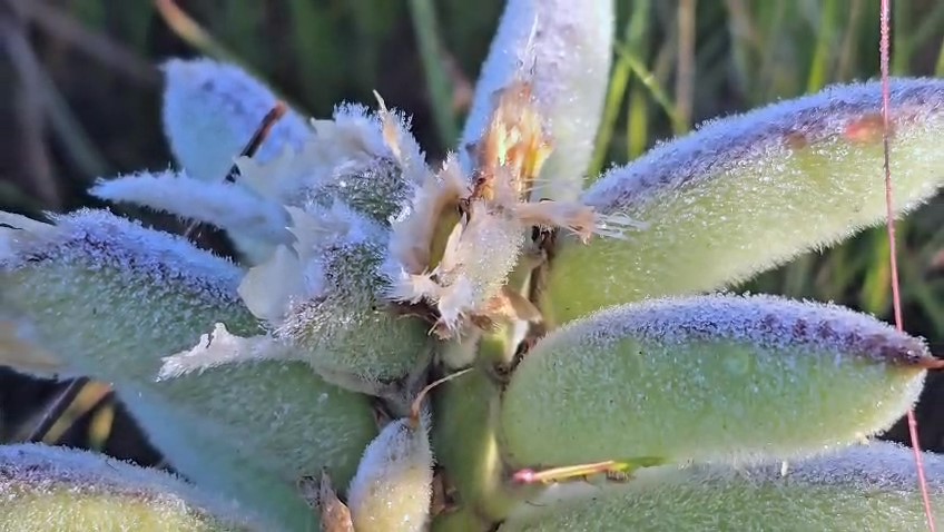 Geada no Vale dos Caminhos da Neve em São Joaquim no dia 25 de novembro de 2025