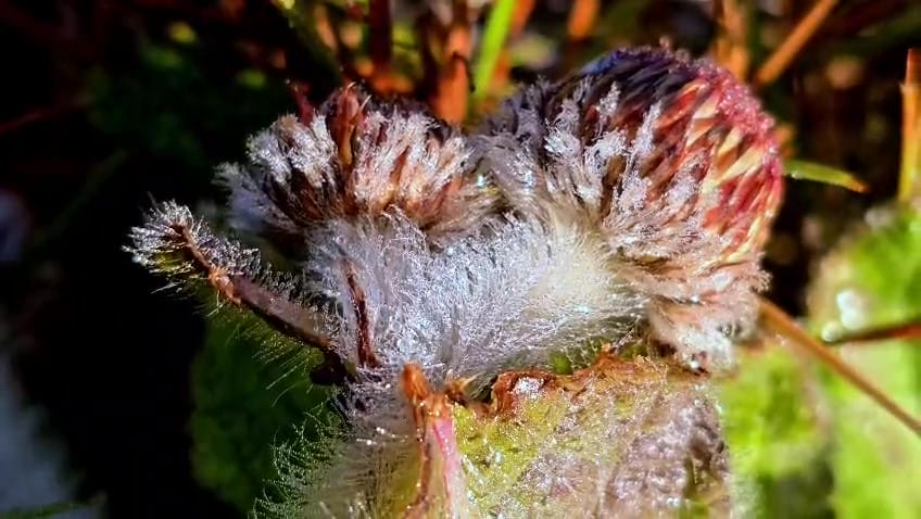 Geada no Vale dos Caminhos da Neve em São Joaquim no dia 25 de novembro de 2025